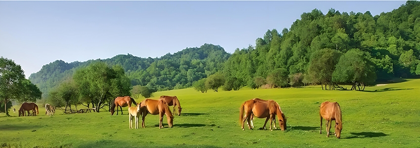 四川高教自考本科动物医学W090401专业介绍
